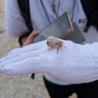 0315_ビーチクリーン1